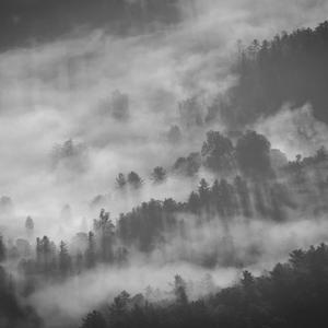 Black and white placeholder image of clouds surrounding distant tree tops.